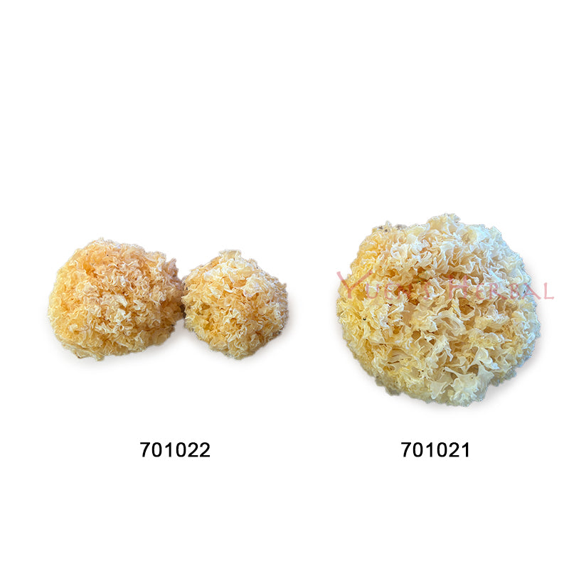 Premium Natural Snow Fungus -L- 701021