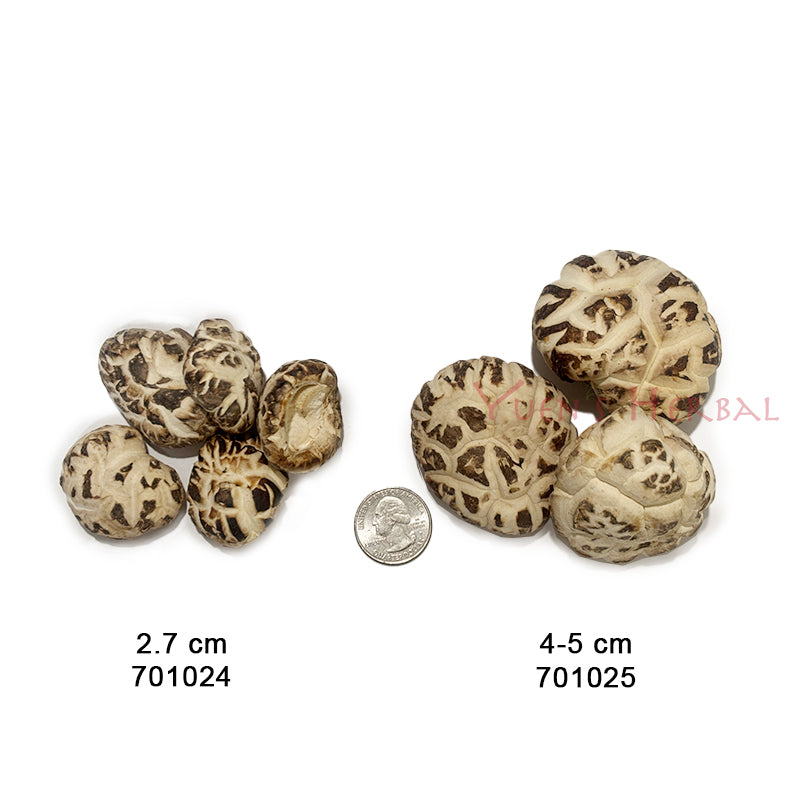 White Shiitake Mushroom 4-5cm - 701025