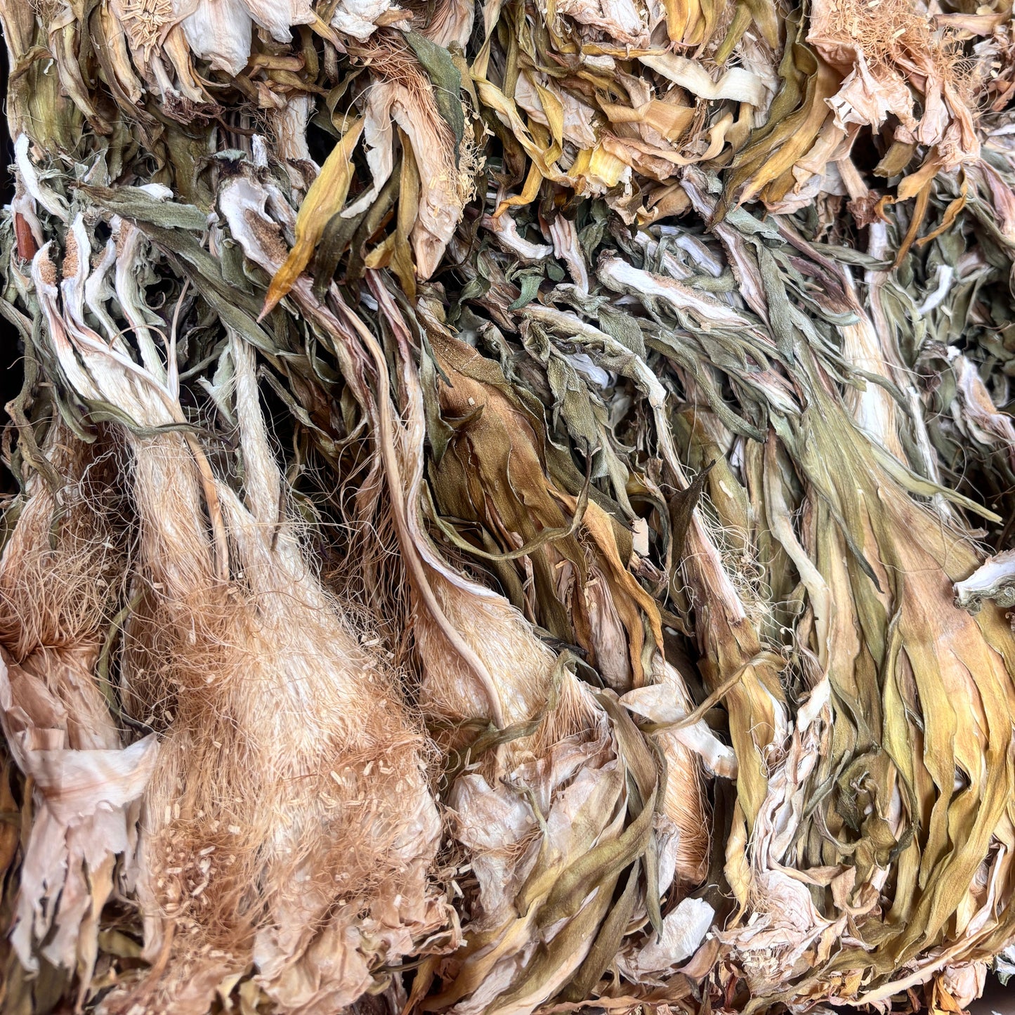 Dried Night Blooming Cereus - 111029