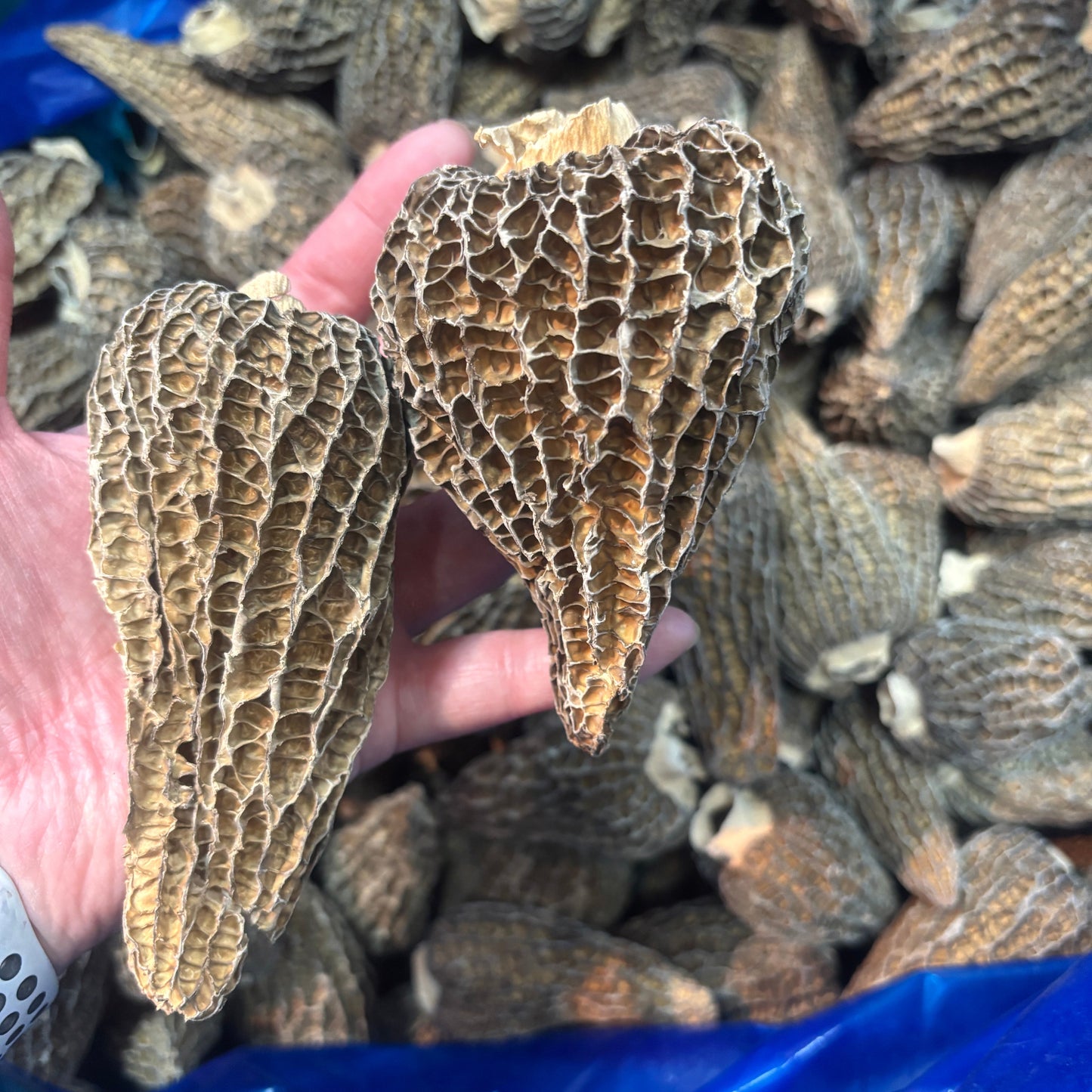 白花菇 BB - 101065