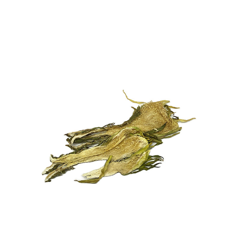 Dried Night Blooming Cereus - 111029
