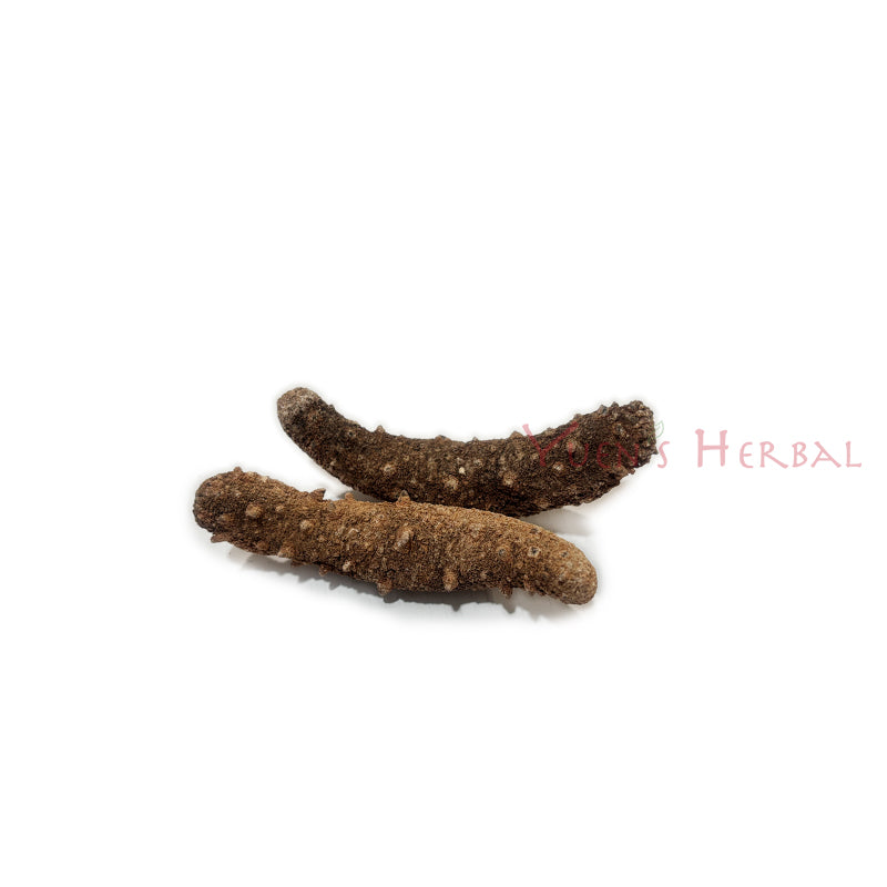 Alaska Red Sea Cucumber