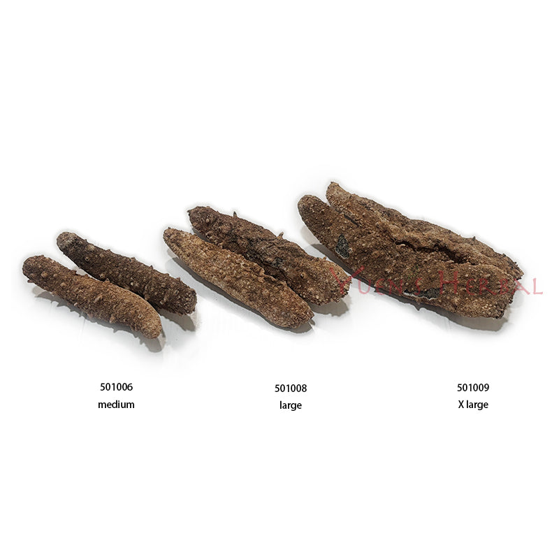 Alaska Red Sea Cucumber