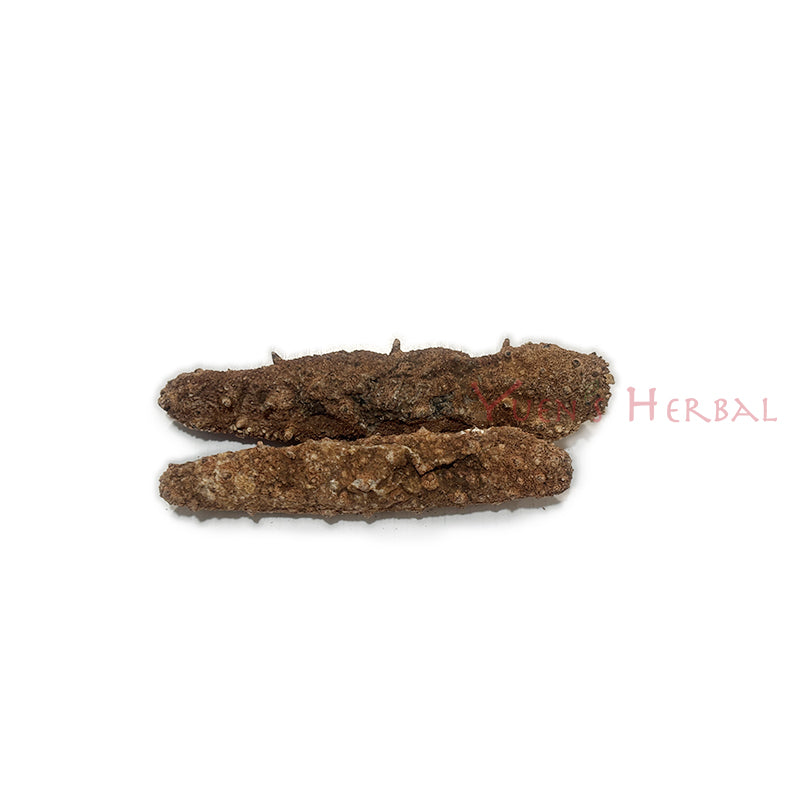Alaska Red Sea Cucumber