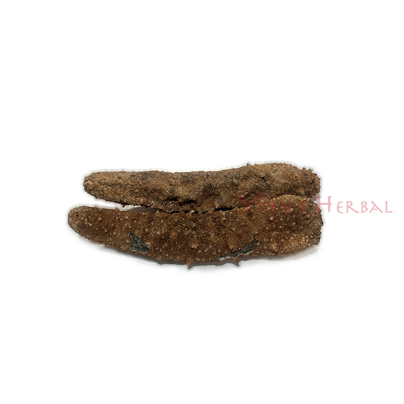 Alaska Red Sea Cucumber
